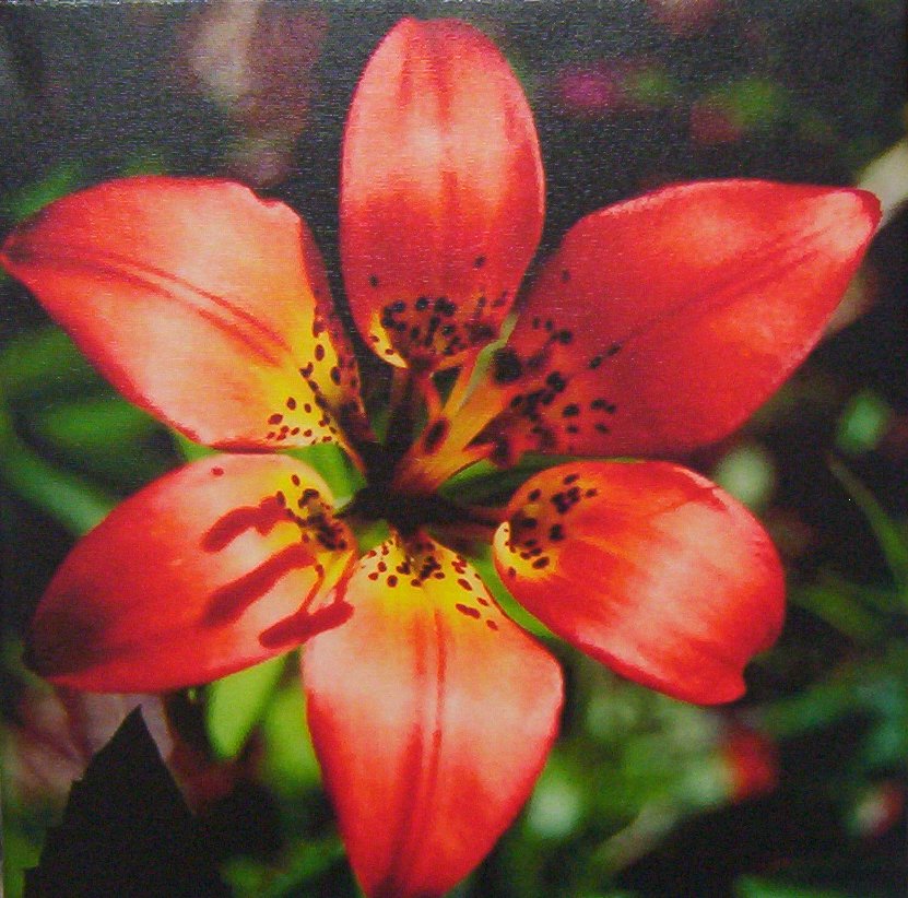 Caelin Cameron - Western Wood Lily